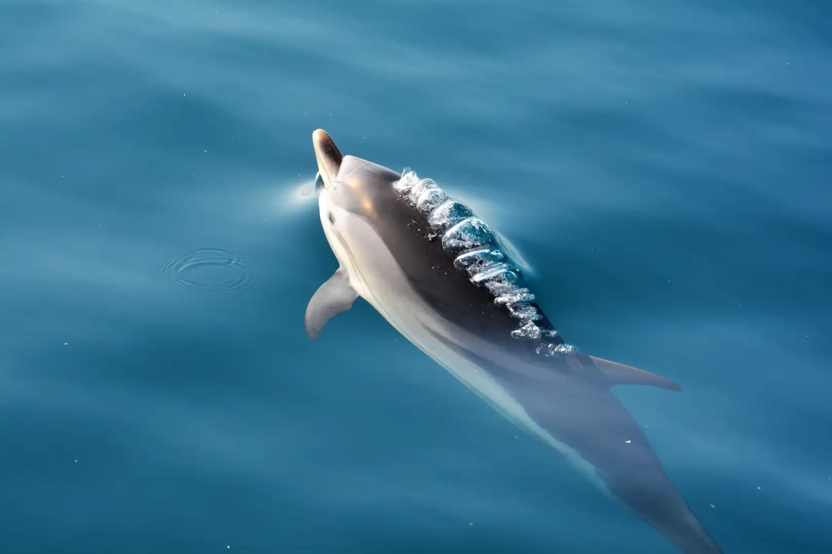 Dolphin-swimming-at-sea