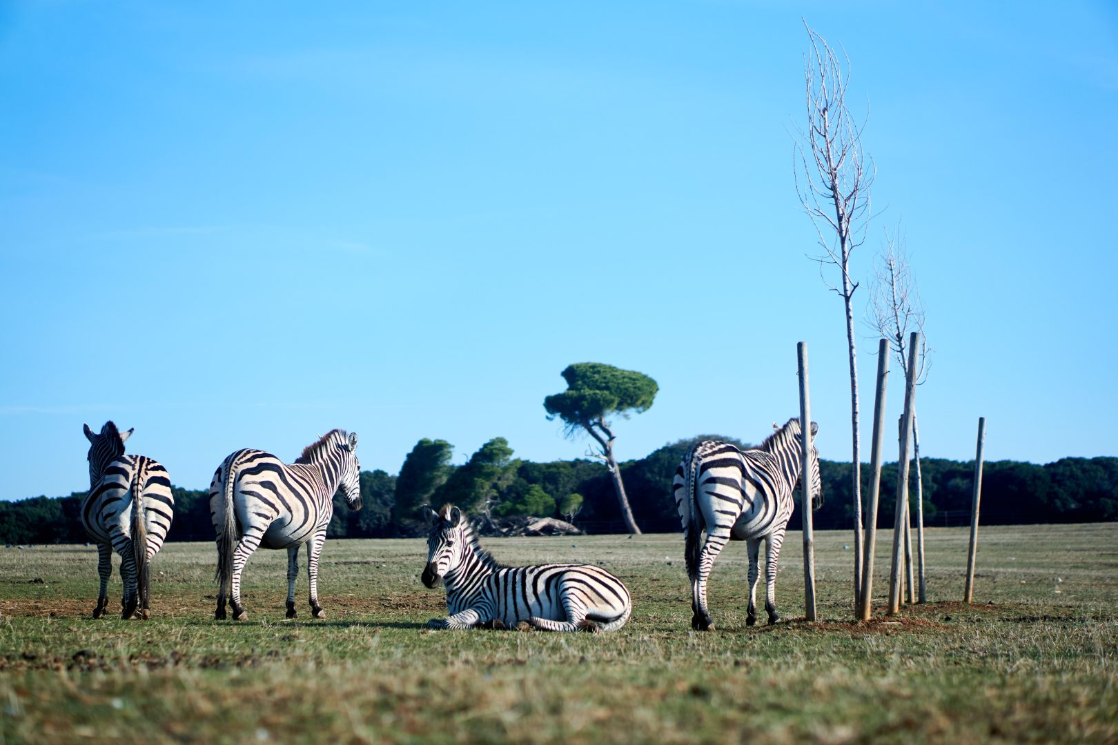 brijuni-zebras